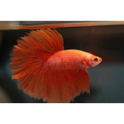 Betta spl. male veiltail red - XL