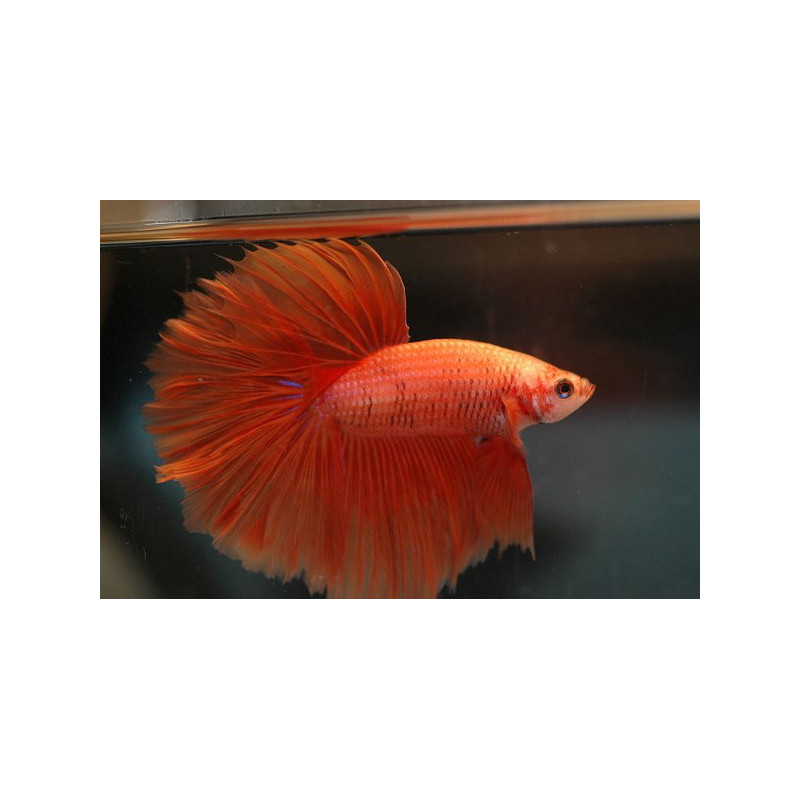 Betta spl. male veiltail red - XL