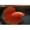 Betta spl. male veiltail red - XL