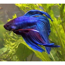 Betta spl. male veiltail blue - XL