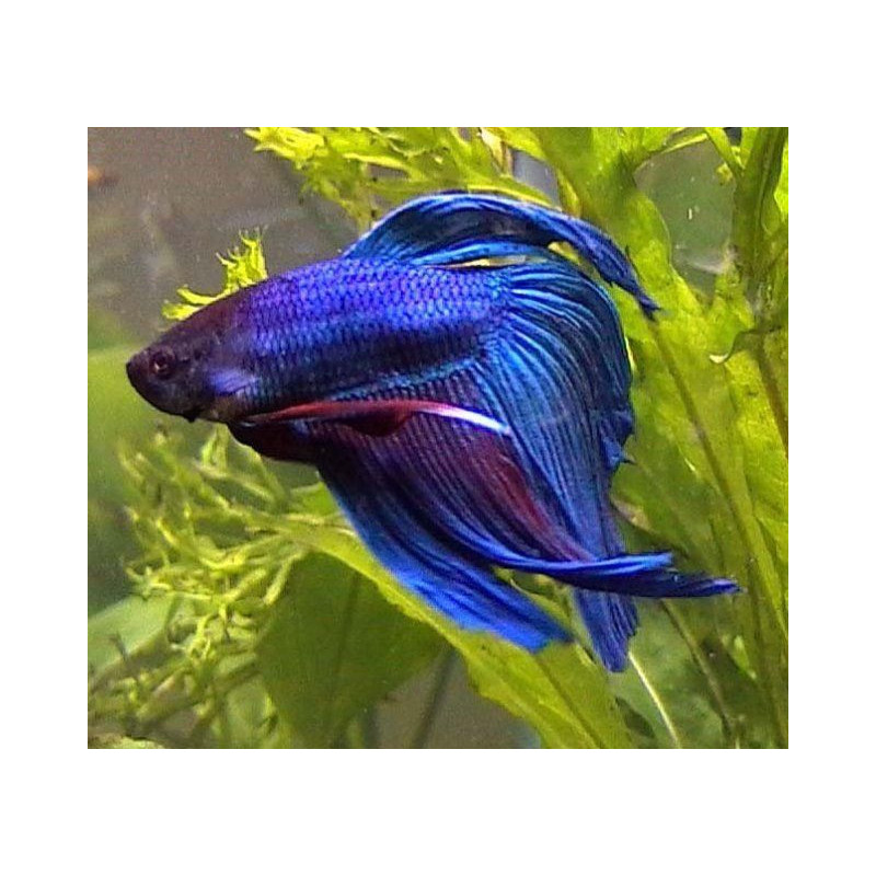 Betta spl. male veiltail blue - XL
