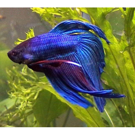 Betta spl. male veiltail blue - XL