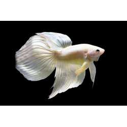 Betta spl. male veiltail albino - XL