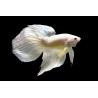 Betta spl. male veiltail albino - XL