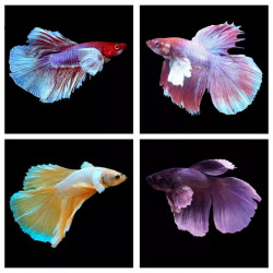 Betta spl. male Super Delta mix - XL