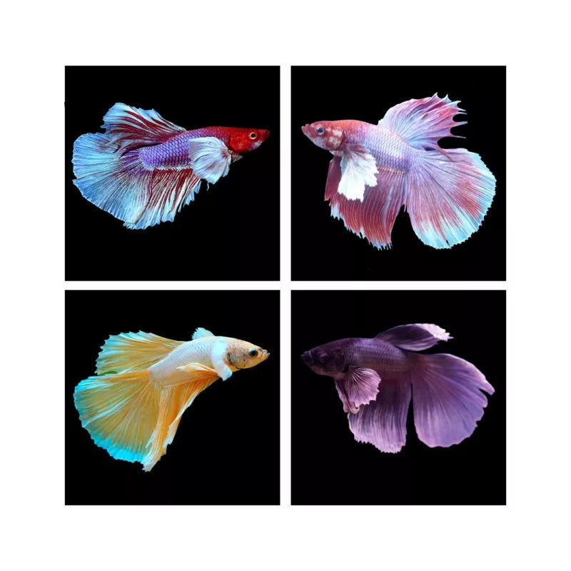 Betta spl. male Super Delta mix - XL