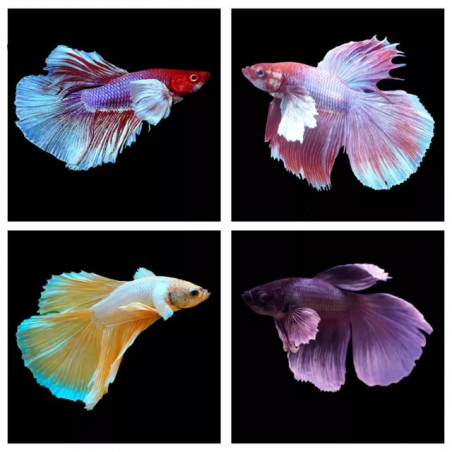 Betta spl. male Super Delta mix - XL