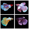 Betta spl. male Super Delta mix - XL