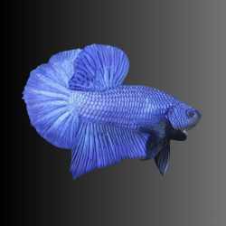 Betta spl. male plakat avatar - L