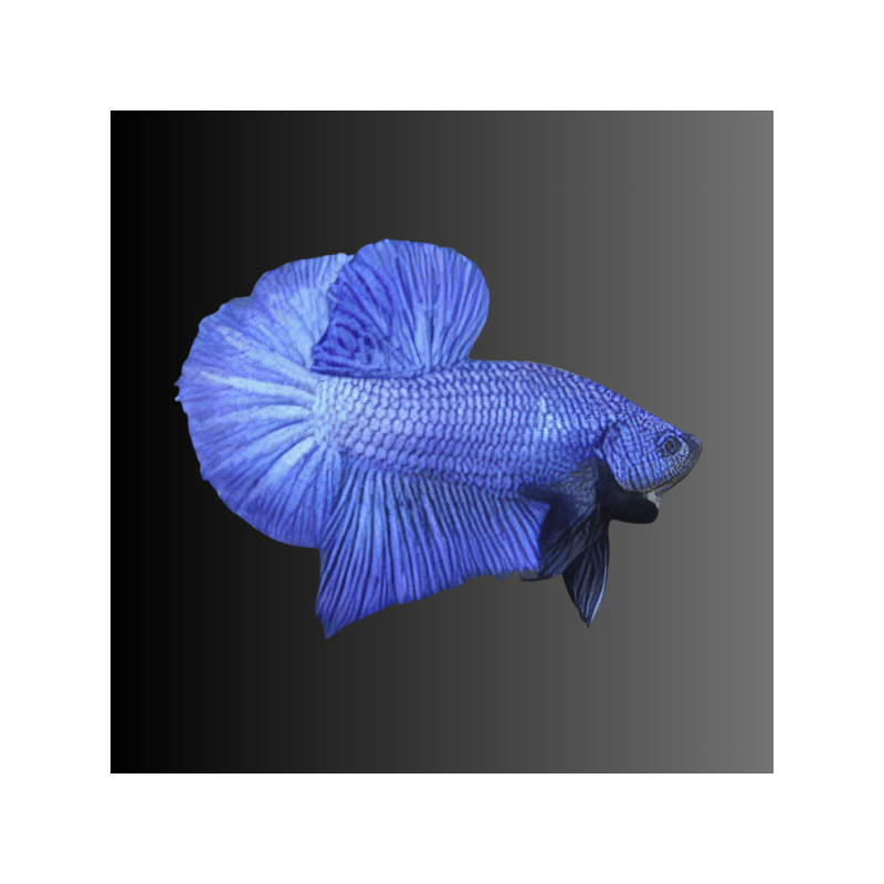 Betta spl. male plakat avatar - L