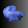 Betta spl. male plakat avatar - L