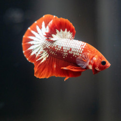 Betta spl. male plakat hellboy red - XL