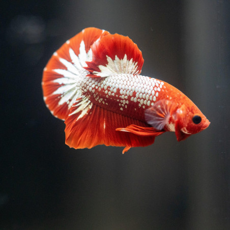 Betta spl. male plakat hellboy red - XL