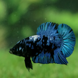Betta spl. male plakat Black star - XL