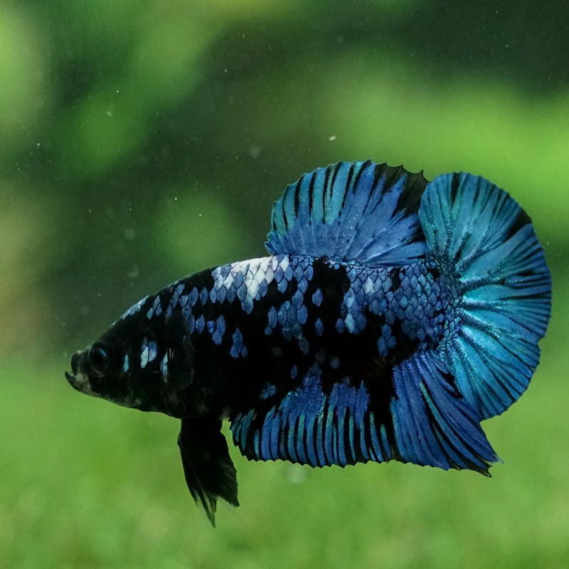 Betta spl. male plakat Black star - XL