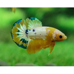 Betta spl. male plakat hellboy yellow - XL