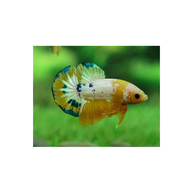 Betta spl. male plakat hellboy yellow - XL