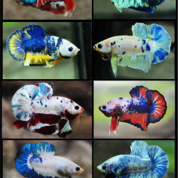 Betta spl. male plakat fancy color mix - L