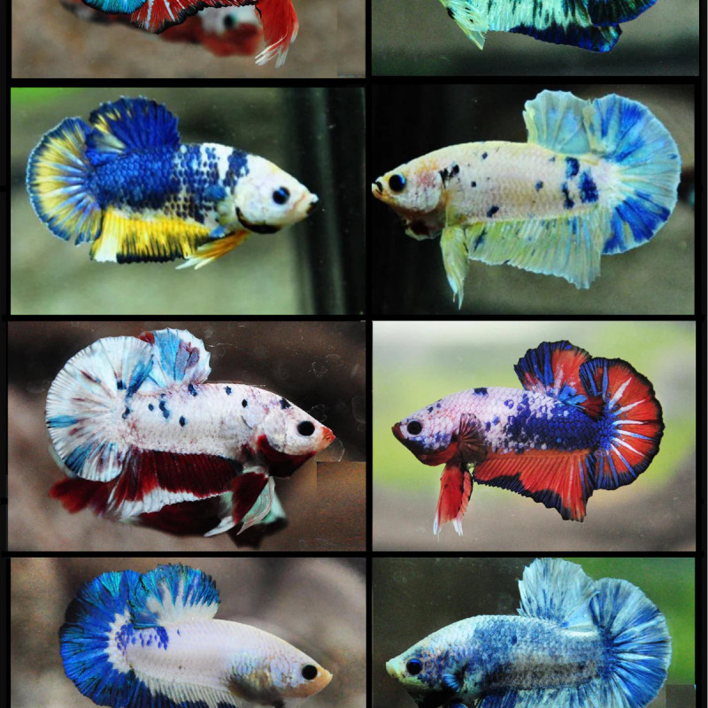 Betta spl. male plakat fancy color mix - L