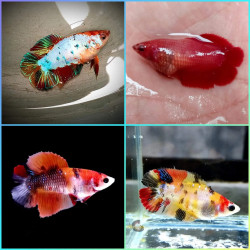 Betta spl. female plakat double tail nemo - L
