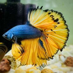 Betta spl. male halfmoon mustard - XL
