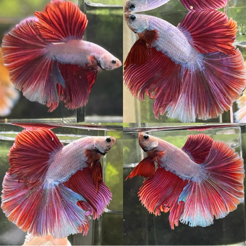 Betta spl. male halfmoon dragon mix - XL