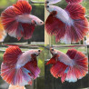 Betta spl. male halfmoon dragon mix - XL