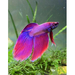 Betta spl. male veiltail purple - XL
