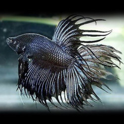 Betta spl. male veiltail gray black - XL