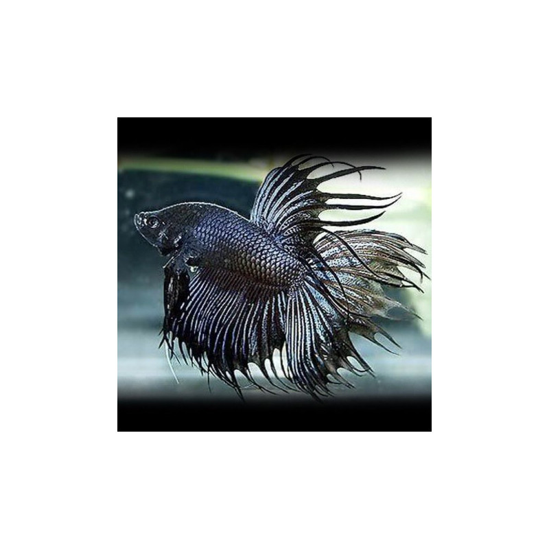 Betta spl. male veiltail gray black - XL