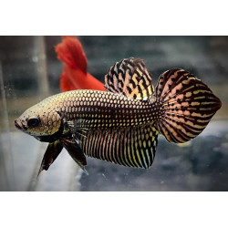 Betta spl. male Wild Alien copper - L