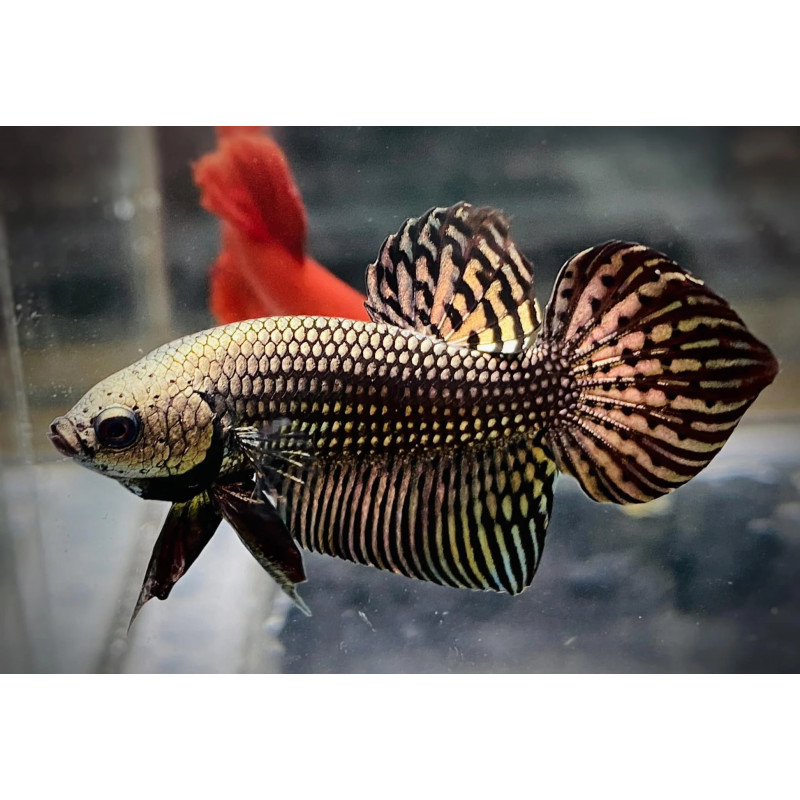 Betta spl. male Wild Alien copper - L