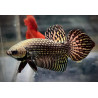 Betta spl. male Wild Alien copper - L