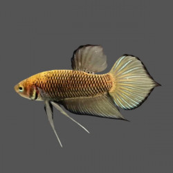 Betta spl. male Wild Benjarong yellow - L