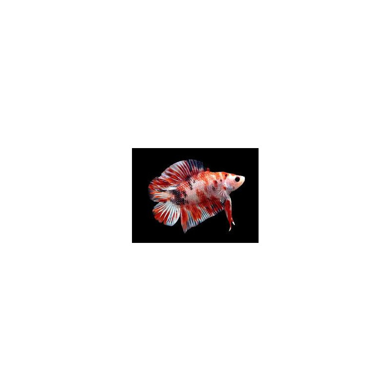Betta spl. male plakat double tail koi - XL