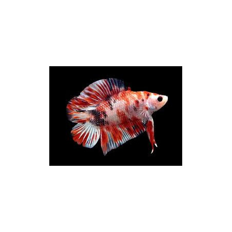 Betta spl. male plakat double tail koi - XL