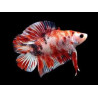 Betta spl. male plakat double tail koi - XL