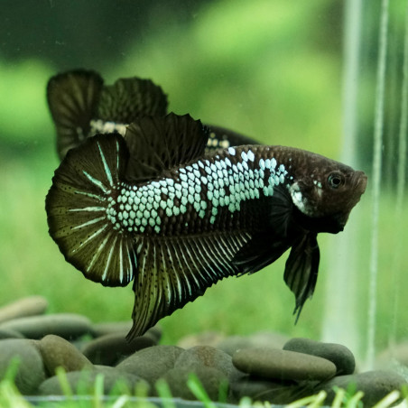 Betta spl. male plakat black - XL