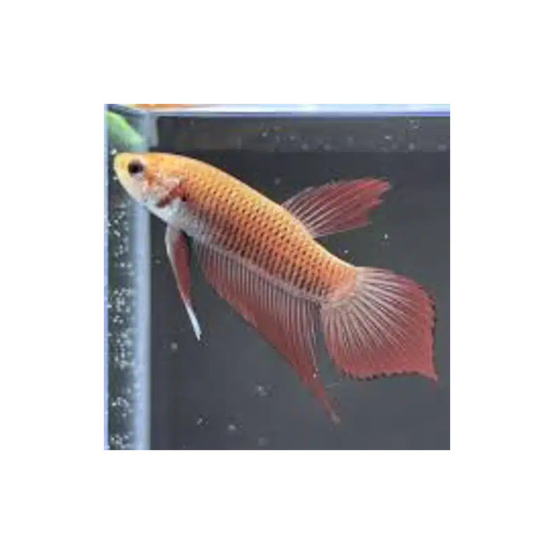 Betta spl. female wild benjarong yellow - L
