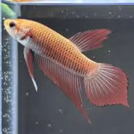 Betta spl. female wild benjarong yellow - L