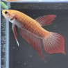 Betta spl. female wild benjarong yellow - L