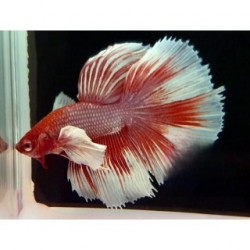 Betta spl. male veiltail nemo - XL