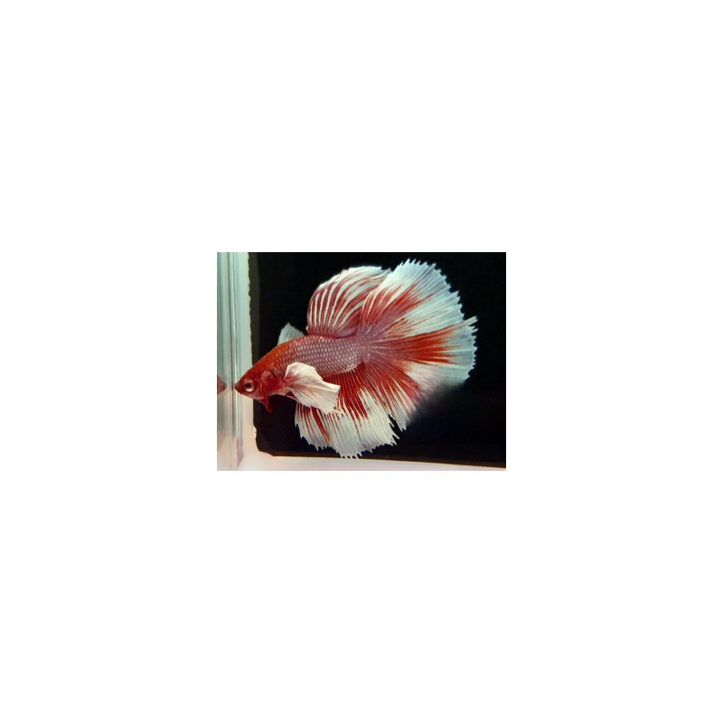 Betta spl. male veiltail nemo - XL