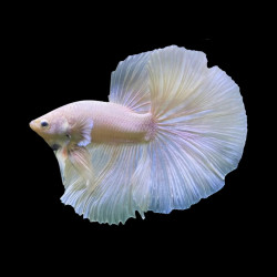 Betta spl. male veiltail white - XL