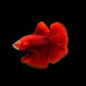 Betta spl. male plakat red - XL