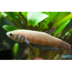Betta spl. mahachaiensis female wild - XL