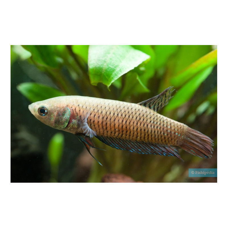 Betta spl. mahachaiensis female wild - XL