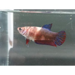 Betta spl. female plakat koi - L