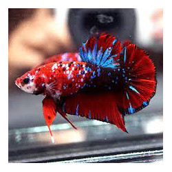 Betta spl. male plakat galaxy - L