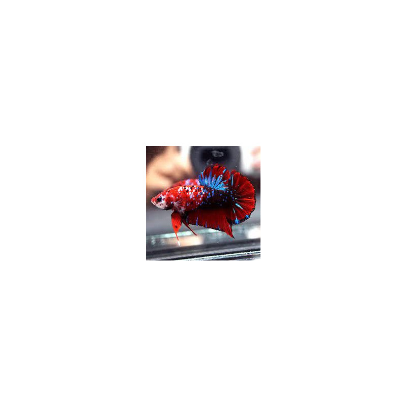 Betta spl. male plakat galaxy - L
